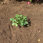 本日　落花生を定植！