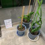 ドラゴンフルーツの苗は終了いたしました。