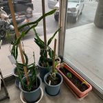 ドラゴンフルーツが成長しています。